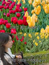 튤립 가득한 대구 핫플