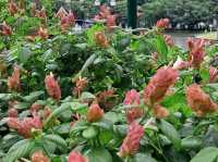 Golden blooms light up Benjakitti Park 