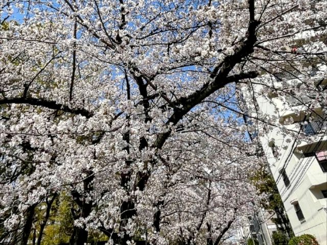 江坂公園賞櫻，因大阪首屆世博會而發展的都會區