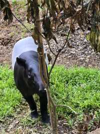 Rainforest Wild Asia – A Hidden Gem for Nature Enthusiasts