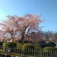 Cherry Blossom Magic at Maruyama Park, Kyoto 🌸