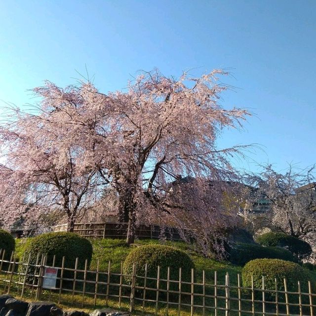 Cherry Blossom Magic at Maruyama Park, Kyoto 🌸