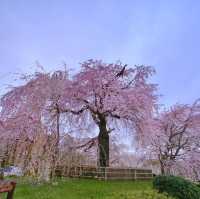 Cherry Blossom Magic at Maruyama Park, Kyoto 🌸