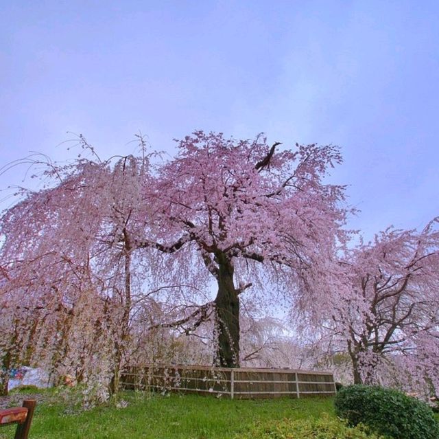 Cherry Blossom Magic at Maruyama Park, Kyoto 🌸