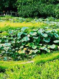 香港濕地公園｜生態與親子一日遊