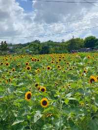 香港｜有向日葵花海的地方🌻——元朗信芯園