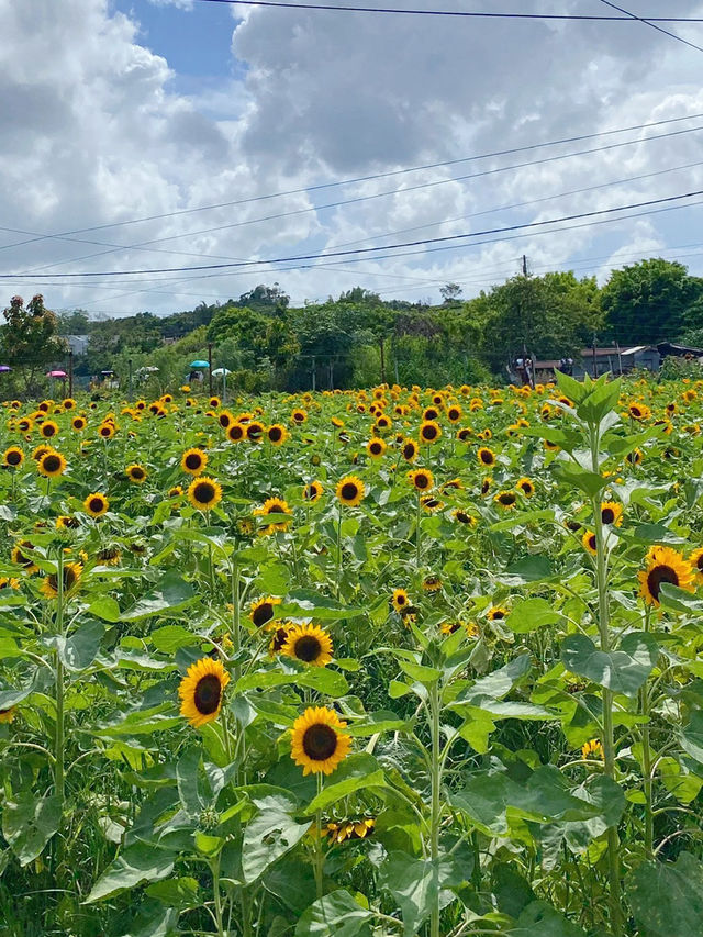 香港｜有向日葵花海的地方🌻——元朗信芯園