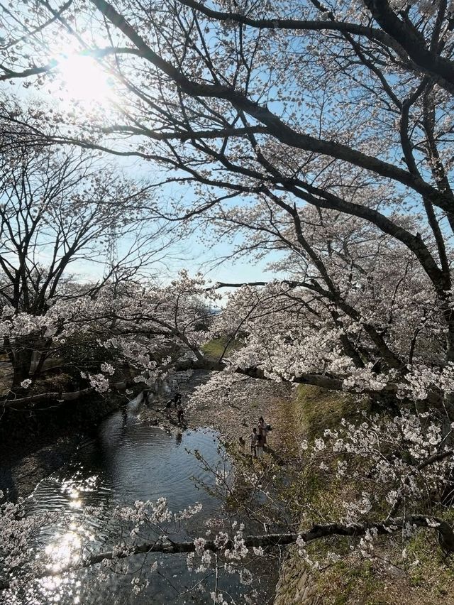 Quiet Paths, Pink Petals, and Zero Stress