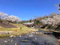 寶池公園櫻之林，京都本地人熱門的賞櫻景點