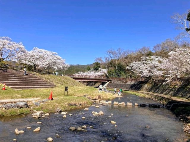 寶池公園櫻之林，京都本地人熱門的賞櫻景點