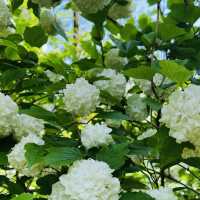 Exploring the Hanbat Arboretum