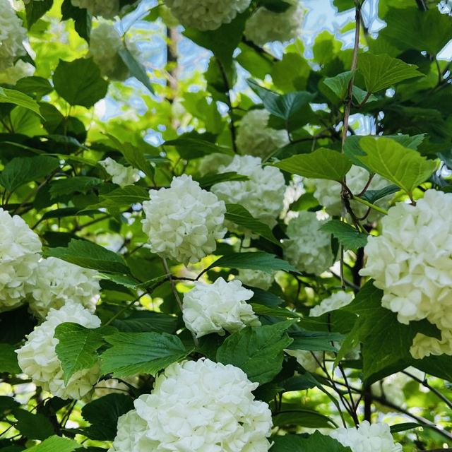 Exploring the Hanbat Arboretum