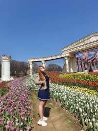 네덜란드 갈 필요 없어요🌷에버랜드 튤립 축제 완전 정복