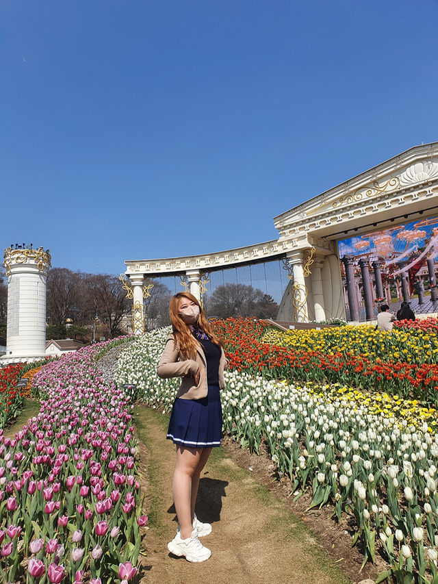 네덜란드 갈 필요 없어요🌷에버랜드 튤립 축제 완전 정복