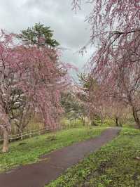 🇯🇵 Japan | Aomori Cherry Blossom Guide – Ashino Park