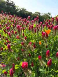 Just Pure Flower Happiness