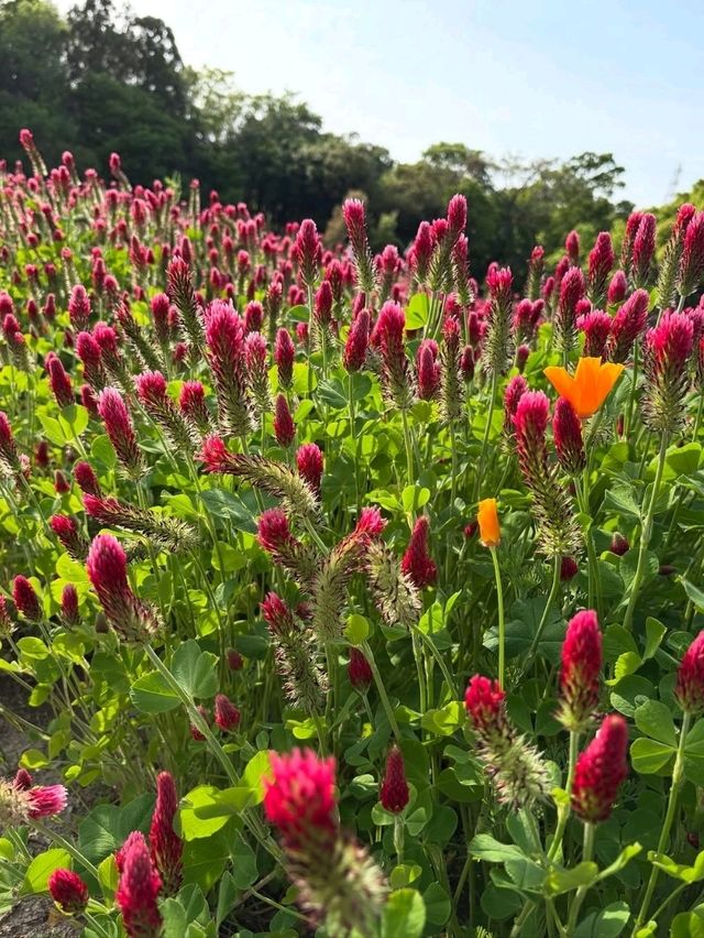 Just Pure Flower Happiness