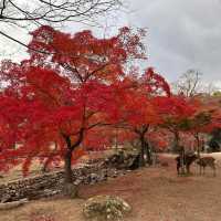 Just an Hour from Osaka: A Charming World of Deer, Temples & Tranquility