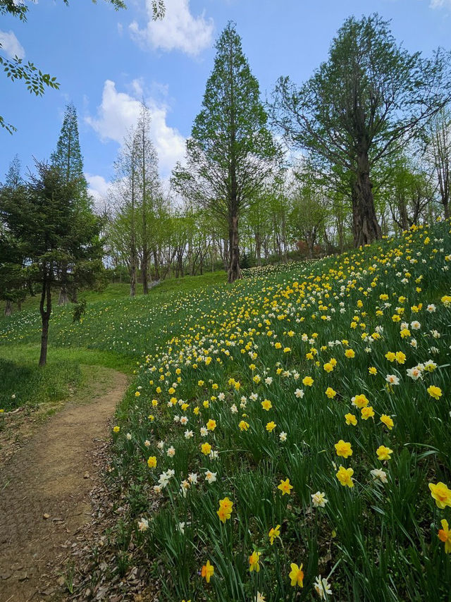 🌷가족과 함께 아산 꽃놀이 피나클랜드 