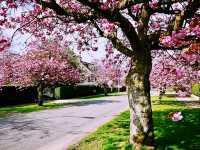 Helensburgh Blossom