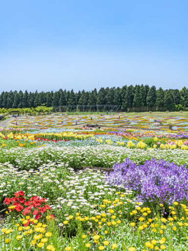 大分県 阿蘇くじゅう国立公園内 くじゅう花公園 | Trip.com 竹田市