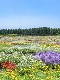 大分県　阿蘇くじゅう国立公園内 くじゅう花公園