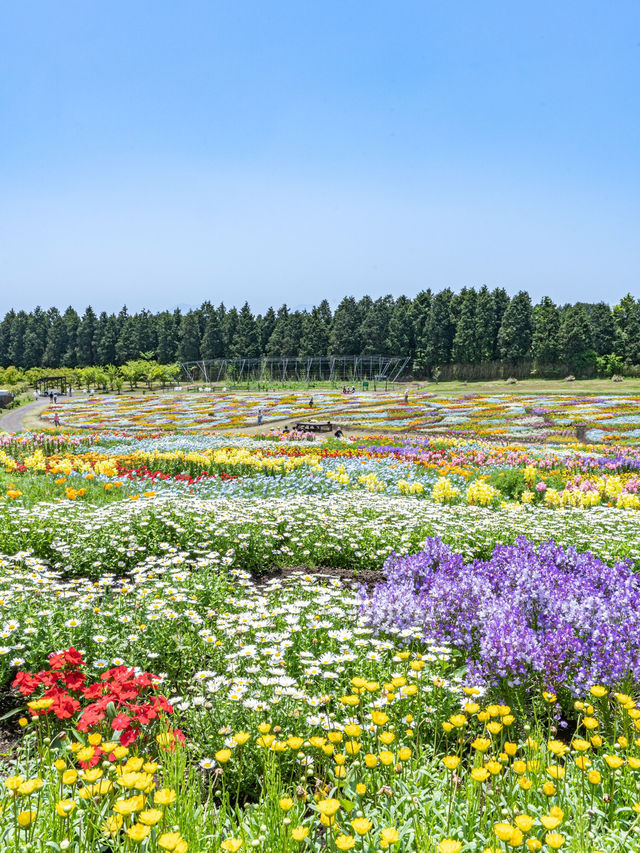 大分県　阿蘇くじゅう国立公園内 くじゅう花公園
