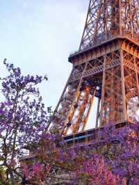 Springtime in Paris: Wisteria Blossoms Under the Eiffel Tower at Sunset 🌸🌅