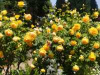 無料で楽しむ薔薇！港の見える丘公園にて