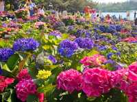 Hydrangea Garden at Ilsan Flower Festival