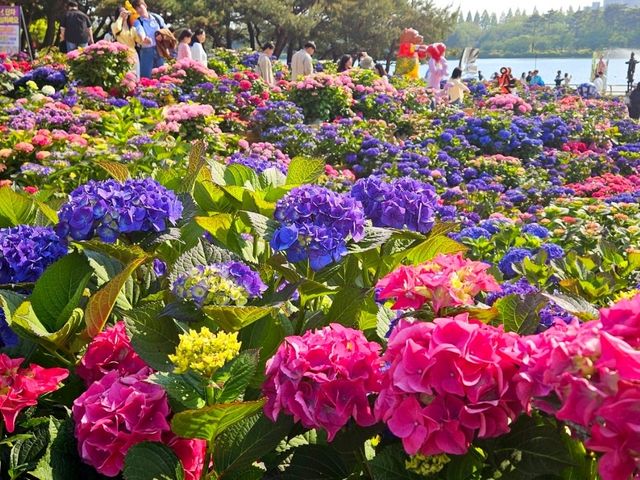 Hydrangea Garden at Ilsan Flower Festival