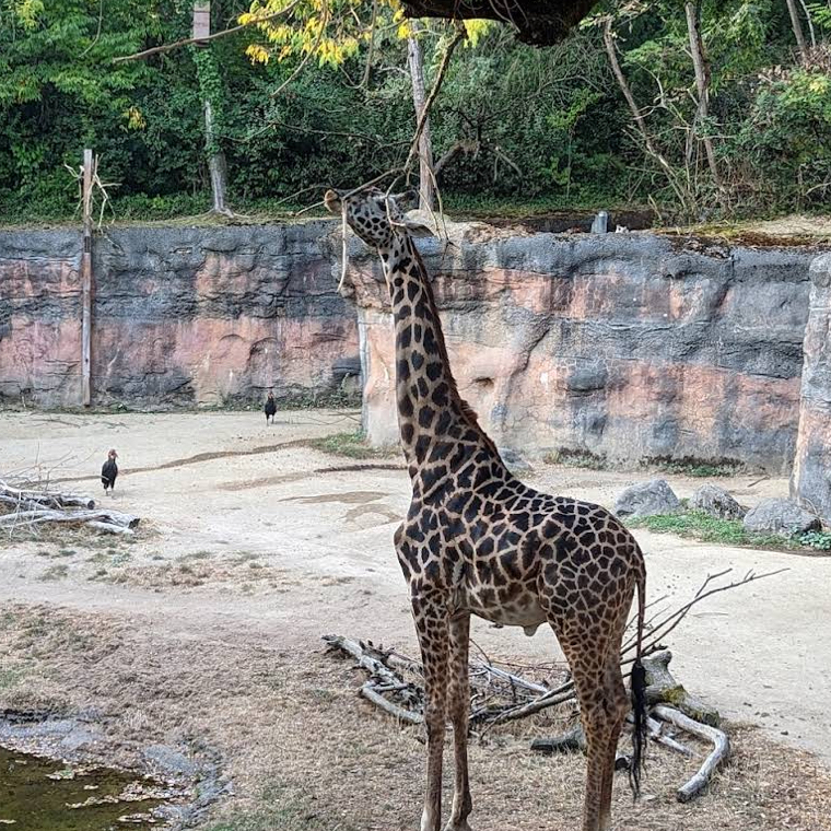 #4月好去地方2025 Washington Park Zoo (Oregon Zoo)**
📍 **Địa điểm**: Bên trong Washington Park (4001 SW Canyon Rd)
🌟 **Đặc điểm**:
· Một trong những sở thú lâu đời nhất ở Bắc Mỹ, nổi tiếng với "chương trình nhân giống voi châu Á"
· Khu triển lãm gấu Bắc Cực áp dụng thiết kế bền vững và có "Buổi hòa nhạc đêm tại sở thú" vào mùa hè
· Trải nghiệm tương tác: trả tiền để cho hươu cao cổ ăn ($5/lần)

⏰ **Giờ mở cửa**: 9:30-17:00 (cho đến 16:00 vào mùa đông)
🎫 **Vé**: $24 cho người lớn (giảm giá 10% khi mua trên trang web chính thức)
⚠️ **Lưu ý**:
· Các bãi đậu xe rất hạn chế vào cuối tuần, bạn nên đi tàu điện MAX
· Không được phép mang thức ăn từ bên ngoài vào (trừ thức ăn cho trẻ em)

