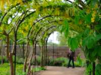 Kew Royal Botanic Gardens – A Golden Autumn Escape in London