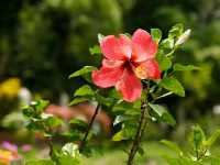 National Botanical Garden – Dhaka’s Living Green Museum