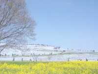 常陸海濱公園｜必訪藍色粉蝶花海夢幻仙境