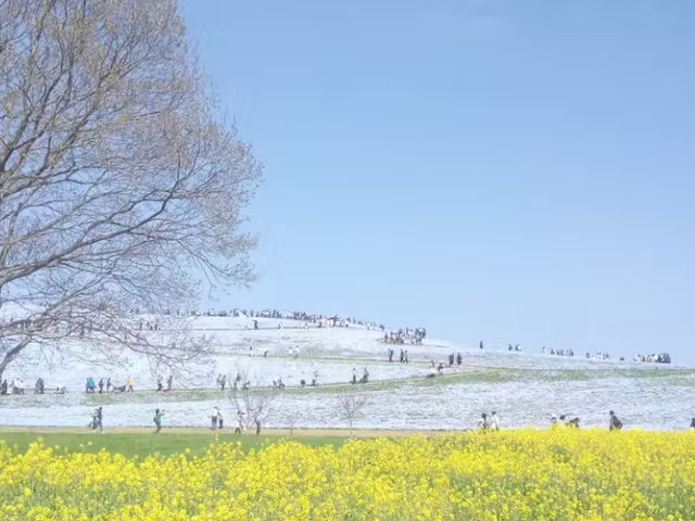 常陸海濱公園｜必訪藍色粉蝶花海夢幻仙境