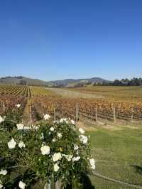 Yarra Valley Wine Tour