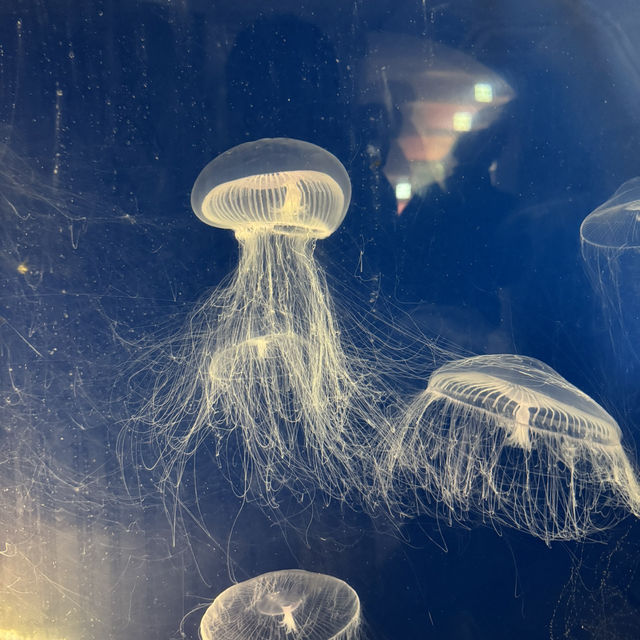 日本で唯一ラッコに会える水族館🦦ꕀ