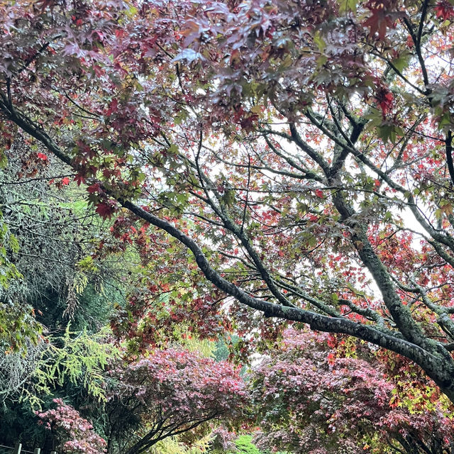 Tihiotonga Centennial Park散步探秘  🌳