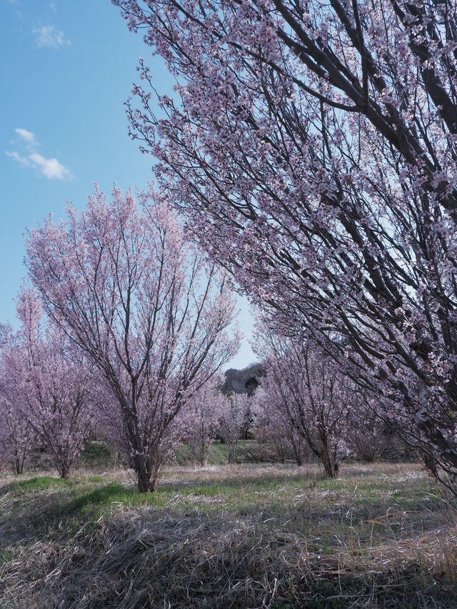 東海道新幹線：大阪去福島只需四小時