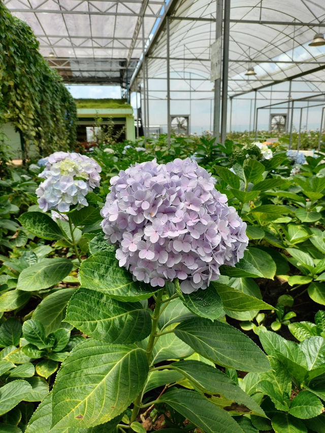 YG Cactus Farm Paksong