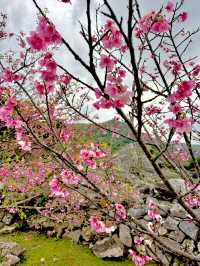 April Blooms
