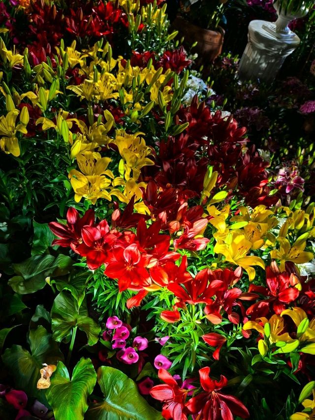 Lilytopia : The Italian Summer Vibes 