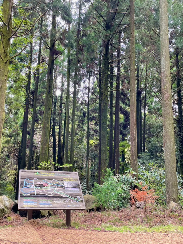 🌳 서귀포 치유의숲, 제주의 자연 힐링! 