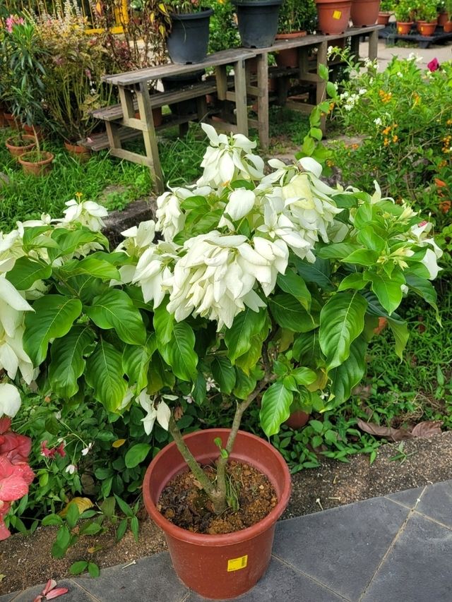 Visit Far East Flora to satiate your Spring fever!