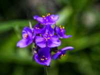 Spring Stirs in the City – Mayfield Park in Bloom