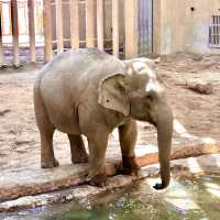  札幌圓山動物園：北國生態之窗