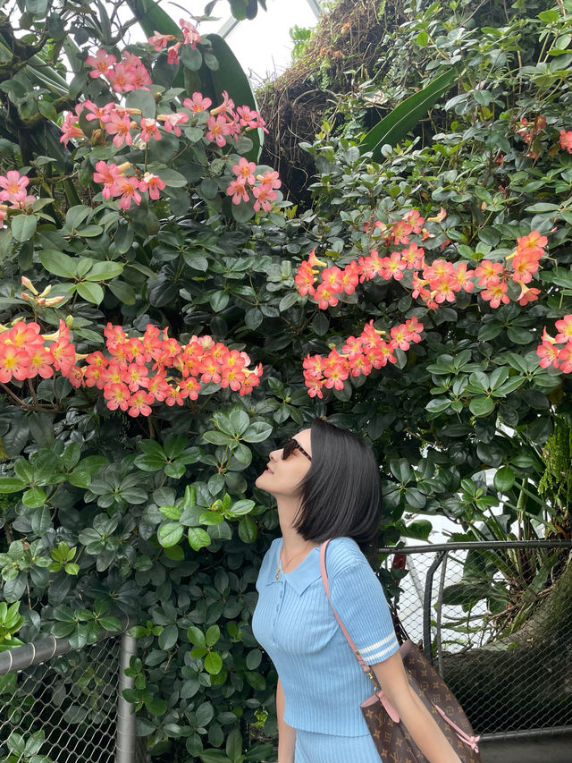 新加坡濱海灣花園🌸帶你穿越「花穹」與「雲霧林」兩大溫室!