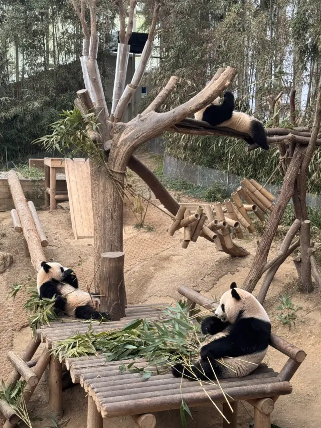 A Day with Pandas: Exploring Everland Zoo