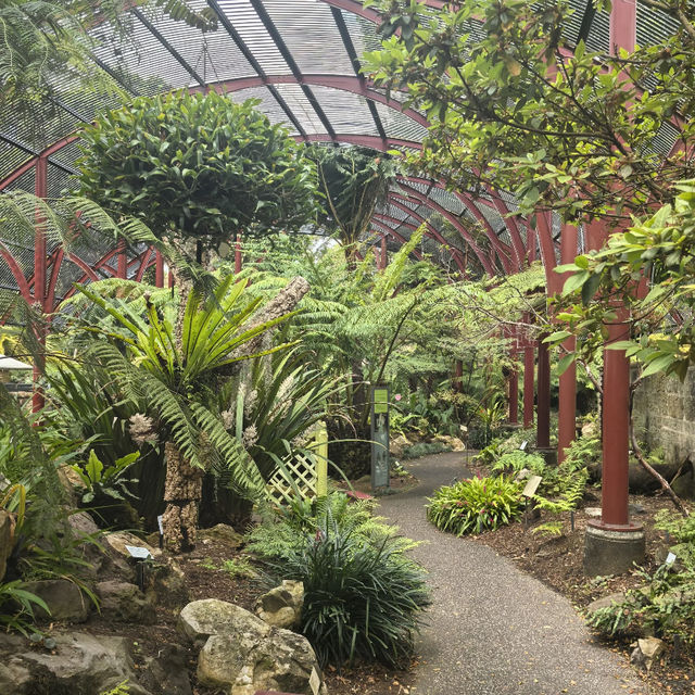 Sydney Royal Botanic Garden  🌿🌸